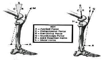Figure 2 - Shear forces in kinetic exercises